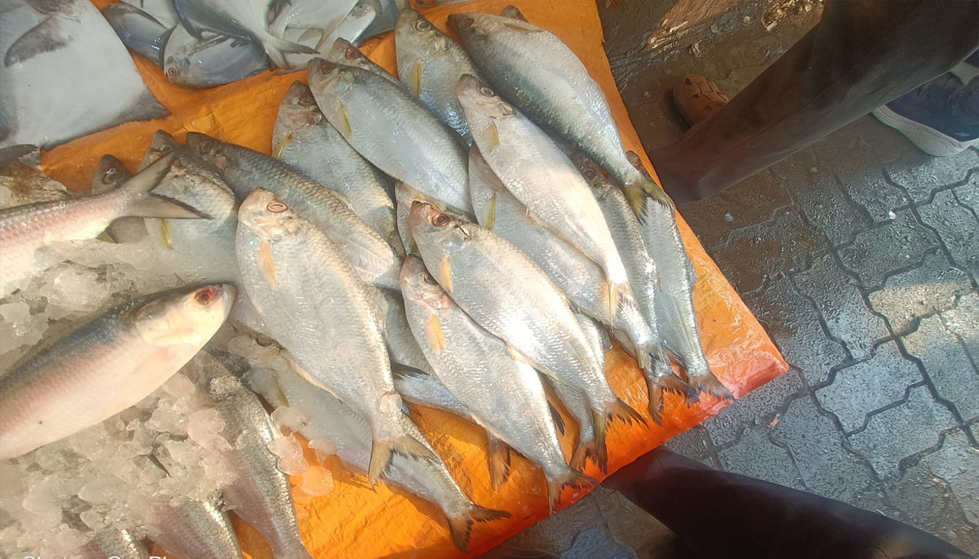 Fish Market Visit